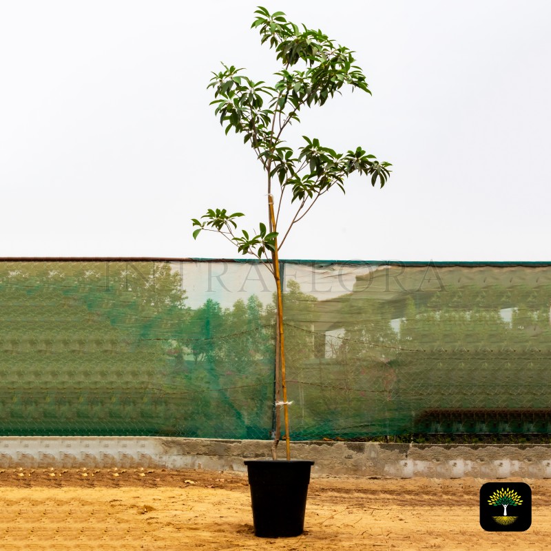 Manilkara Zapota (Chickoo)