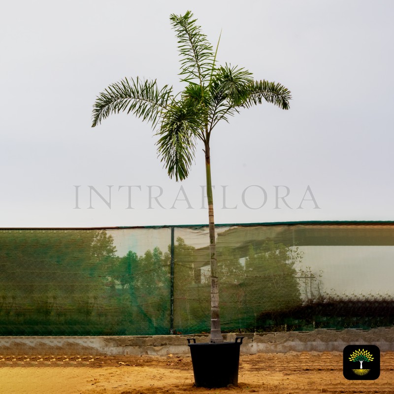 Wodyetia bifurcata - Foxtail Palm