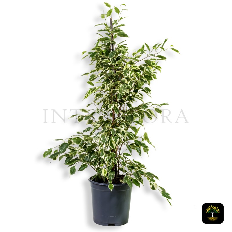 Ficus Benjamina "Twilight"