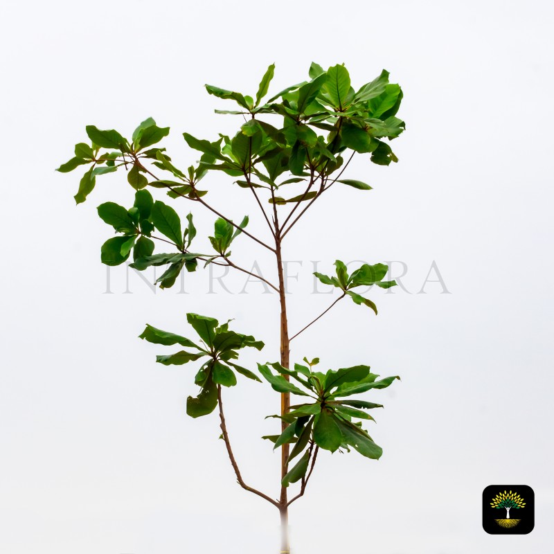 Terminalia catappa (Almond)