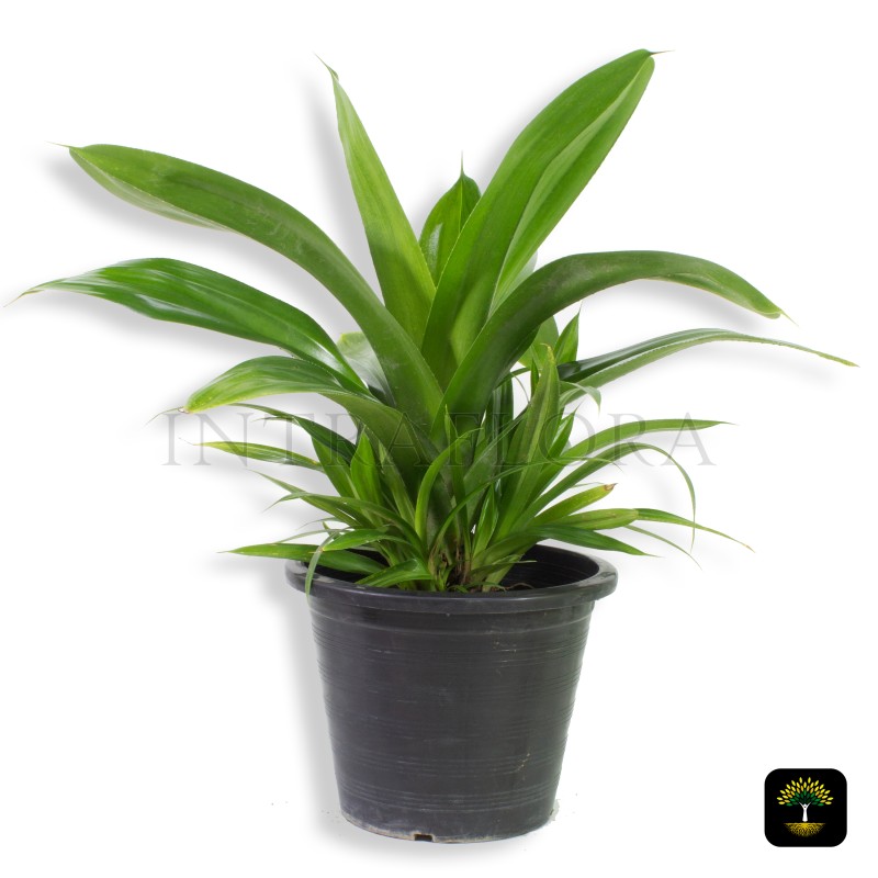 Pandanus (Screw Pine)