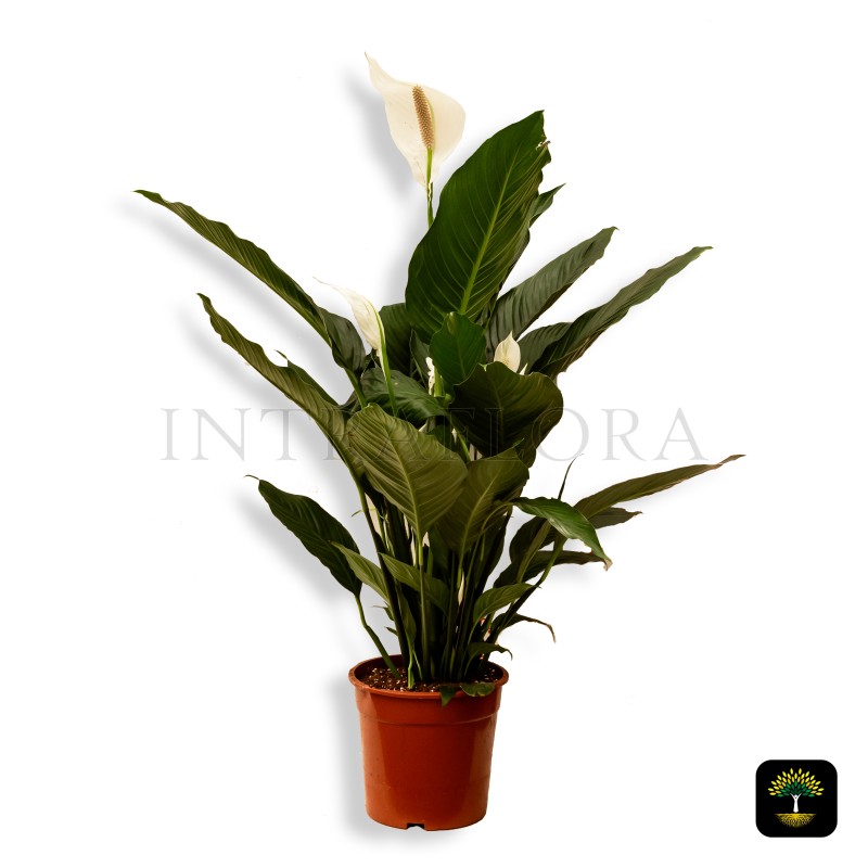 Spathiphyllum 'Peace Lily'