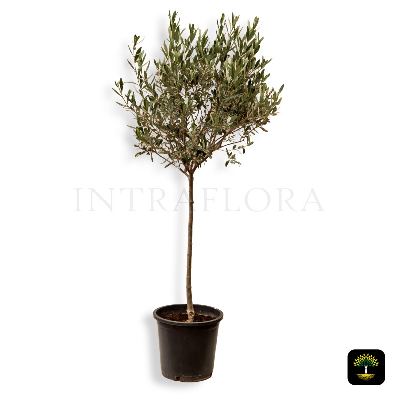 Olea Europea (Olive)