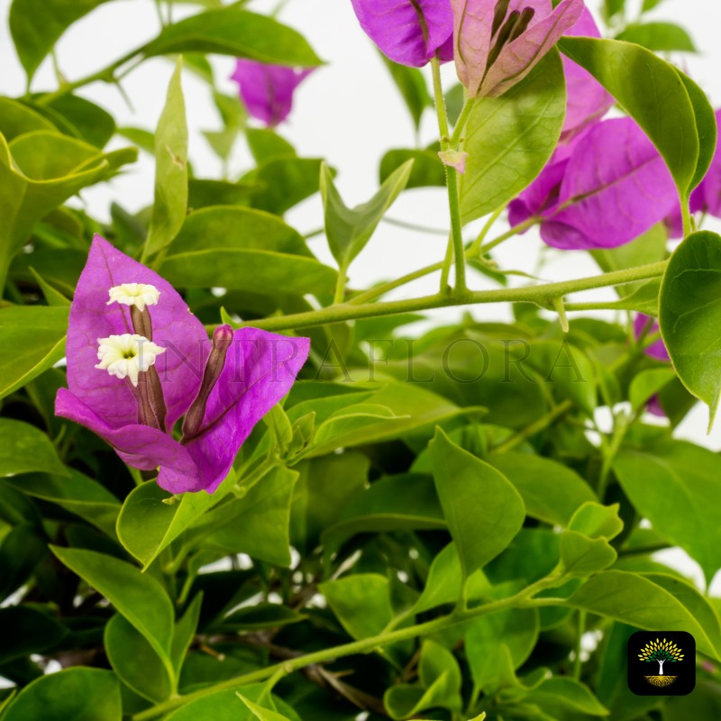 Bougainvillea Alexandra Purple