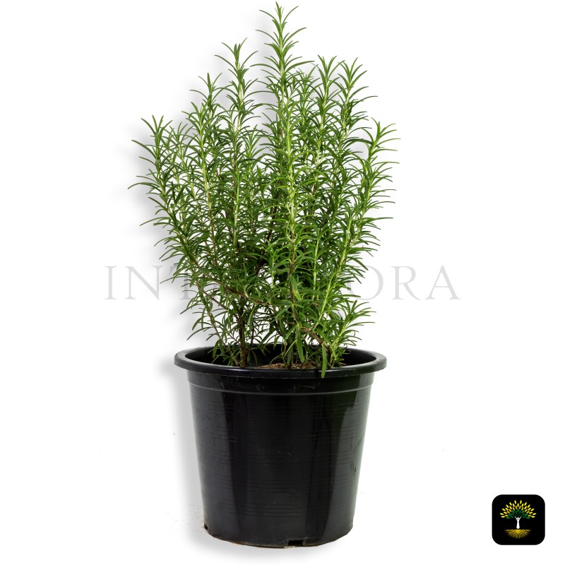 Rosemary 'Rosmarinus Officinalis'