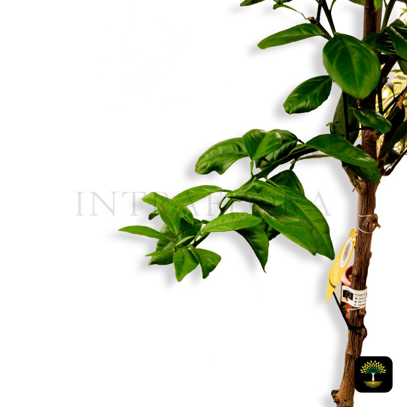 Citrus Sinensis (Valencia)