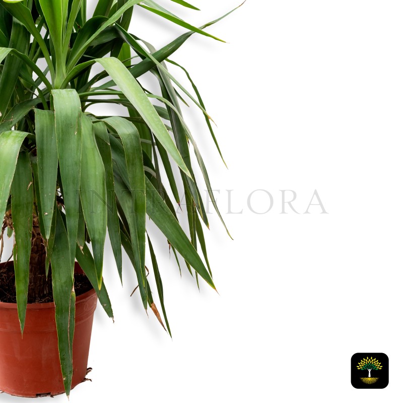 Yucca Elephantipes Small