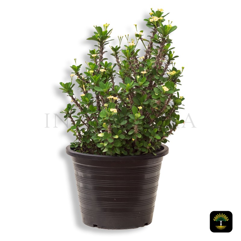 Euphorbia Milii Yellow