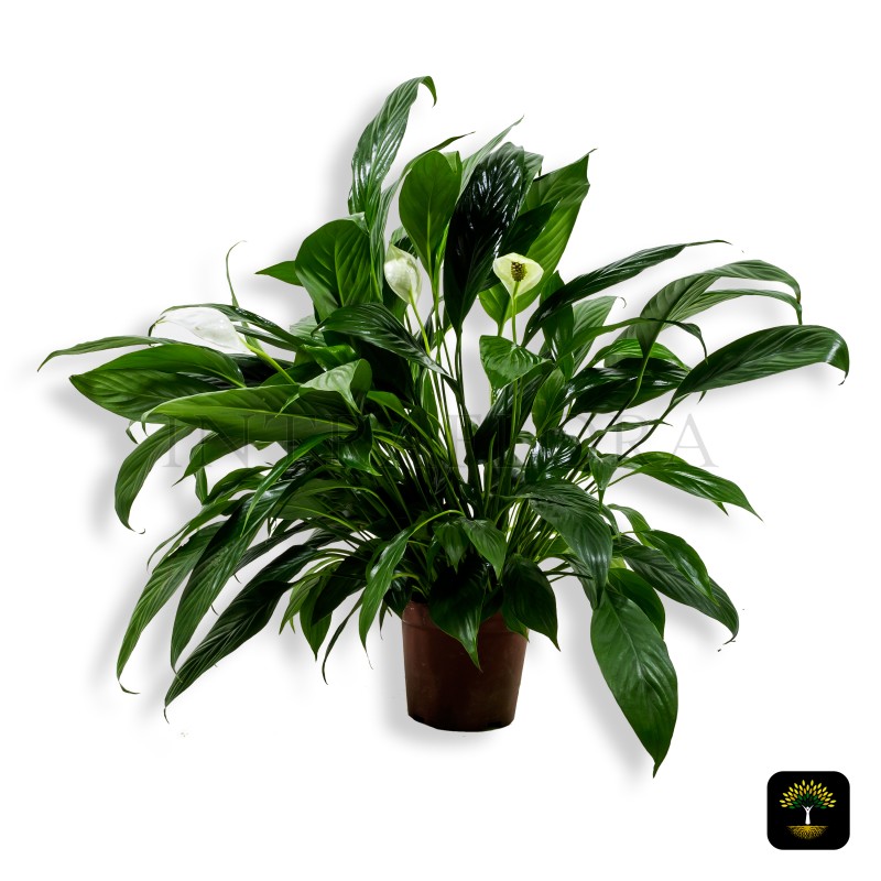 Spathiphyllum Wallisii Large