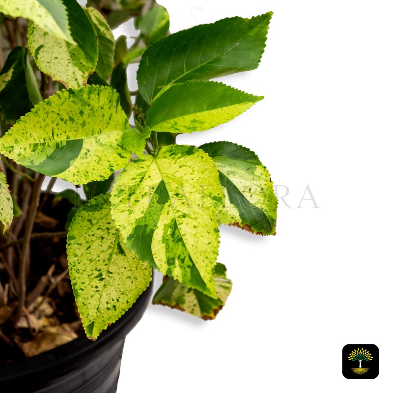 Acalypha Wilkesiana 'Acalypha Tahiti'