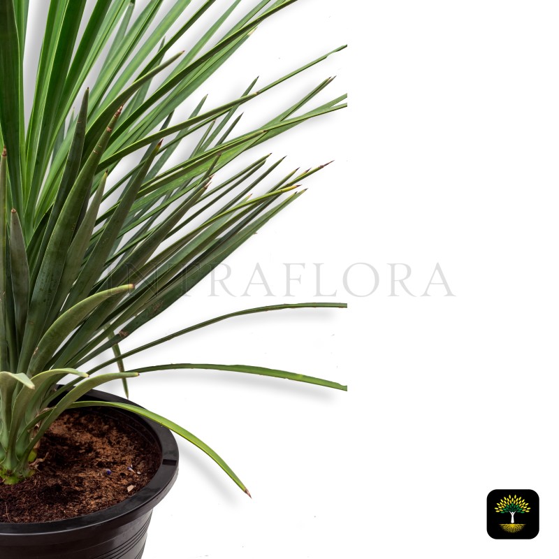 Yucca Filifera 'Yucca Aloifolia'