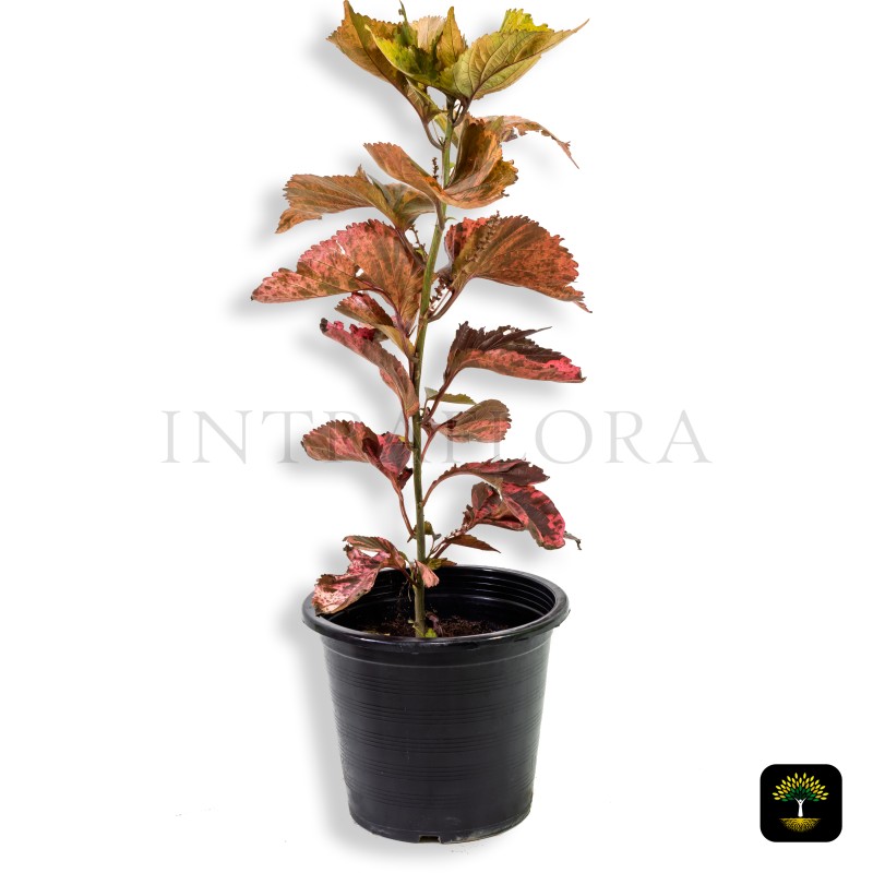 Acalypha Wilkesiana 'Tri Color'