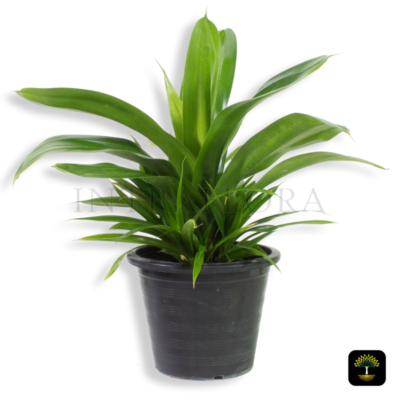 Pandanus (Screw Pine)