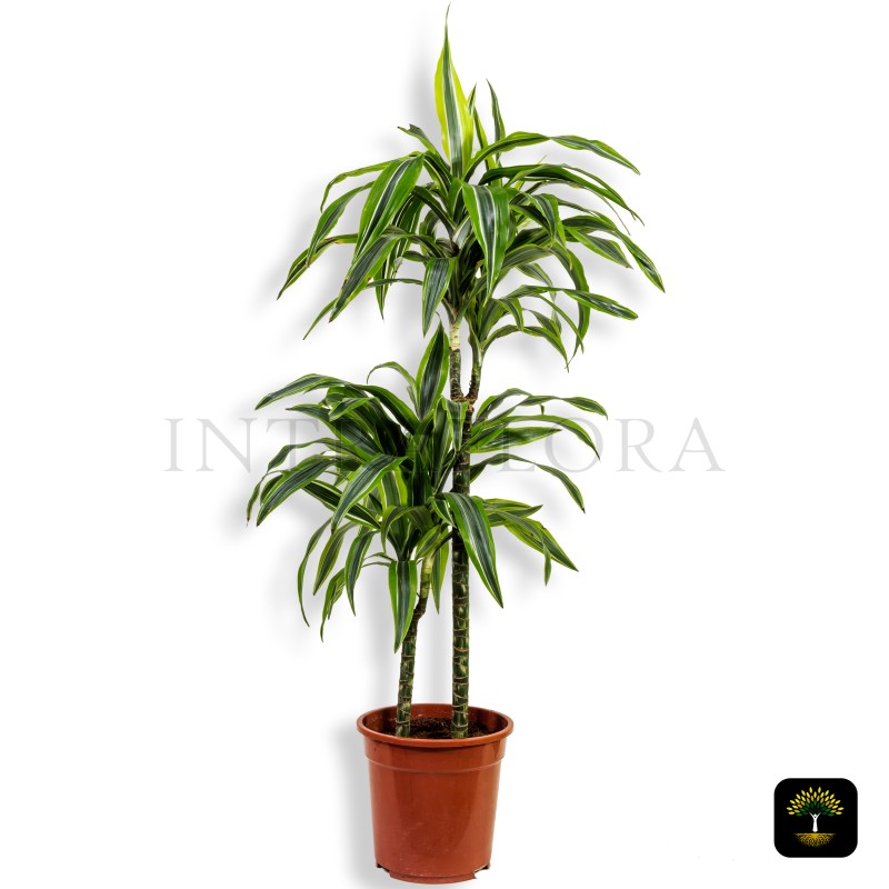 Dracaena Lemon Lime