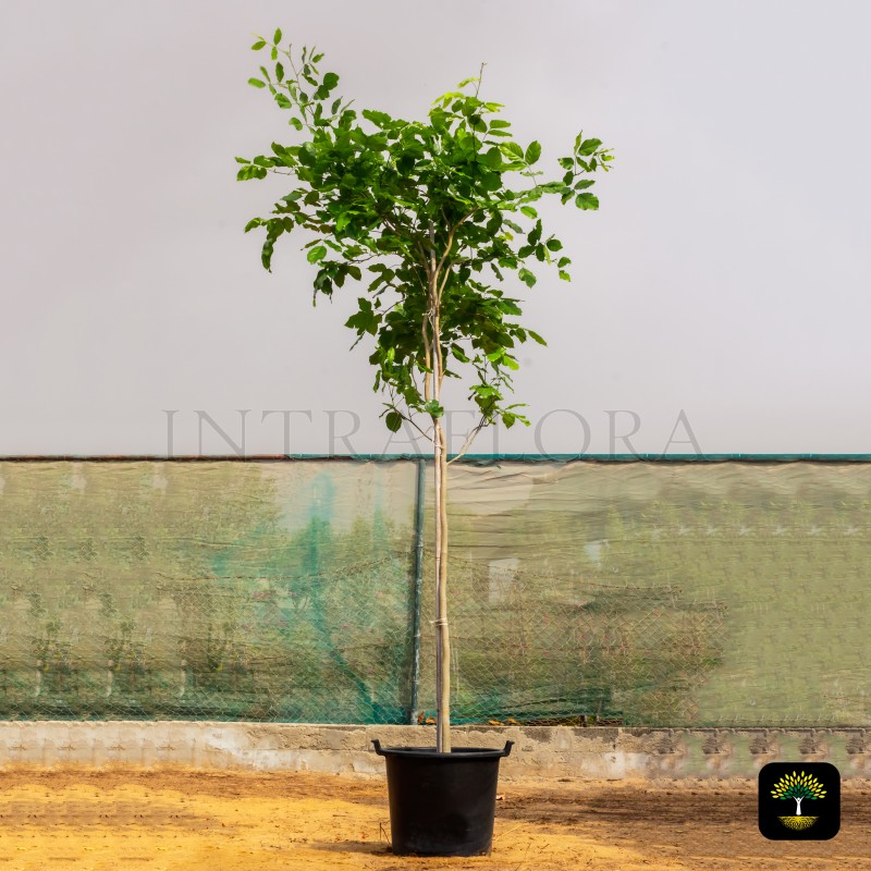 Pongamia Glabra (Karanja Tree)